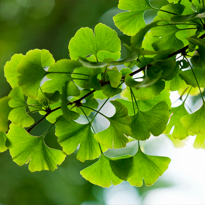 Листья гинкго билобы